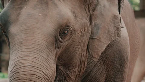 Captive Endangered Elephant In The Zoo. - close up shot Видео 270699721