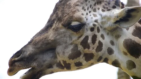 Captive giraffe covered in flies dropping tears at a zoo Vídeos de archivo 115935973