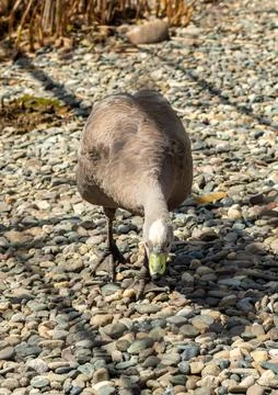 Captive goose foraging on pebbled ground under bright sunlight inside a wil.. Stock Photos