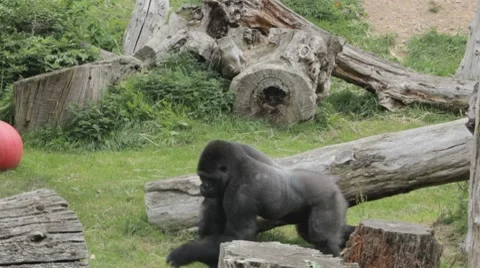 Captive gorilla 스톡 동영상 8606943