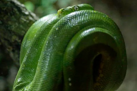 Captive green tree python (Morelia viridis). Selective focus. 스톡 사진
