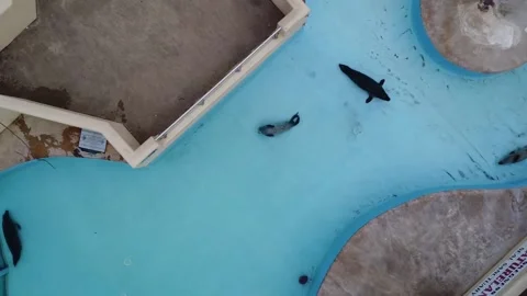 Captive grey seals, playing in their enclosure, shot with 4K" drone Stock Footage 212162469