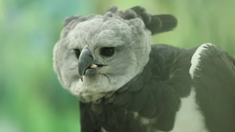Captive Harpy Eagle Staring Intensely at Food - Shallow Depth of Field Stock Footage 246006992