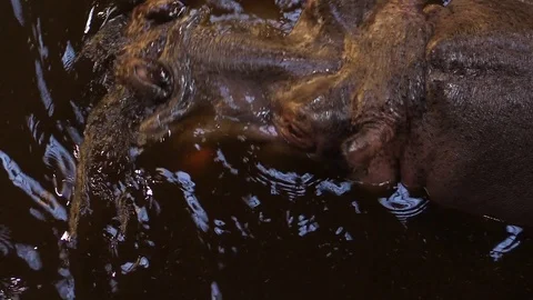 Captive hippo in the pool playing in the water, zoo, enclosure, water, mammal Stock Footage 88293947