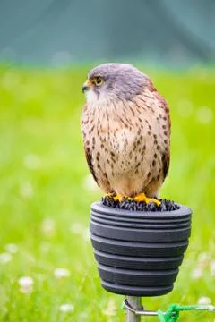 A captive kestrel perching Stock Photos