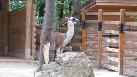 Captive lama in zoo Stock Footage 170201018