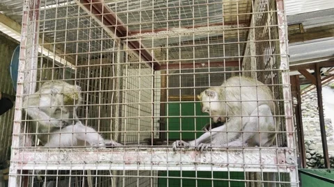 Captive Long-Tailed Macaque Monkeys Sitting Inside a Rusty Metal Cage Stock Footage 337444609