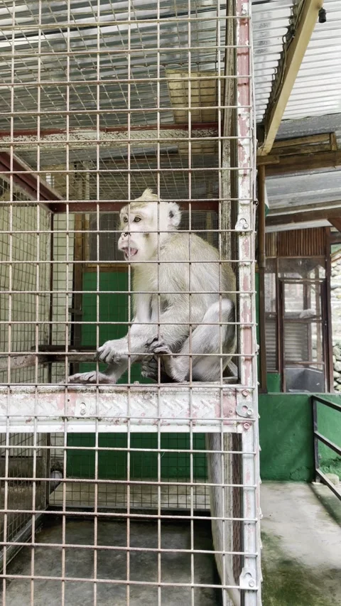 Captive Macaque Monkey in Metal Cage at Wildlife Center 스톡 동영상 337444522