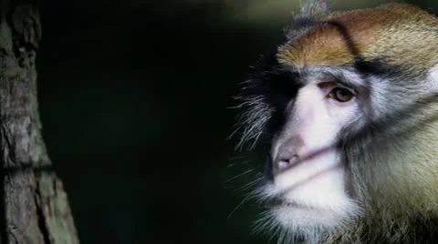 Captive macaques in depression Stock-Footage 18775215
