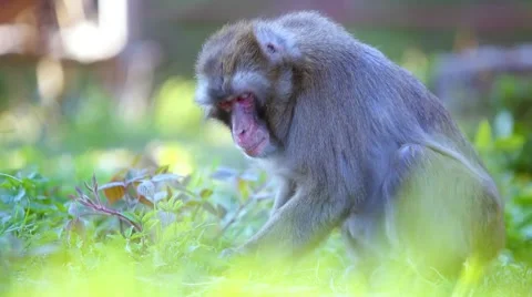 Captive macaques Video stock 64494121