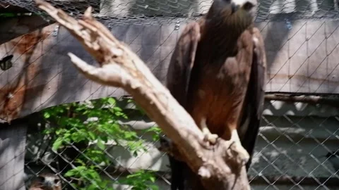 Captive majestic brown eagle perching on a branch 動画素材 337033123