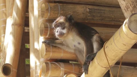Captive monkey in bamboo house on a summer day Stock Footage 142338408