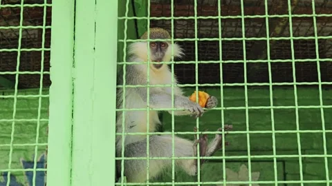 A Captive Monkey Gazing Through Green Cage Bars While Holding a Piece of Orange Stock Footage 336464530