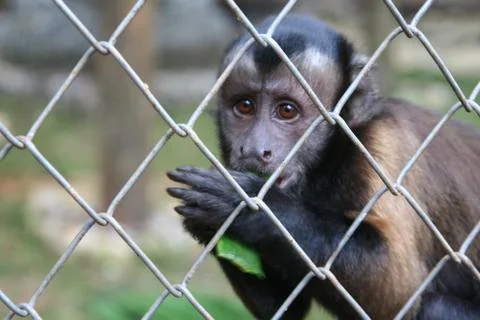 Captive monkey inside a cage Stock Photos
