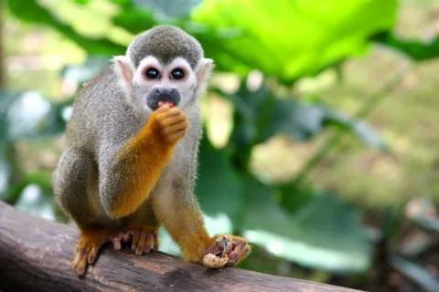 Captive monkey inside a cage Stock Photos