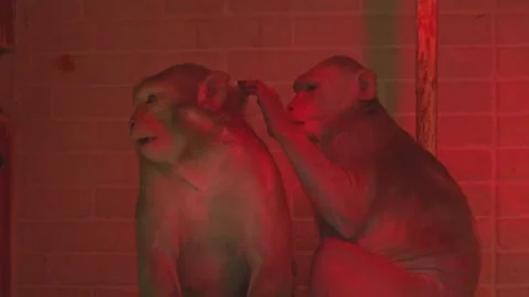 Captive Monkey Inside Research Room and Experimental Enclosure Stock Footage 342593417