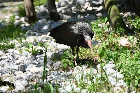 CAPTIVE NORTHERN BALD IBIS Foto stock