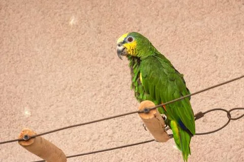 Captive Orange-winged Amazon parrot Foto stock
