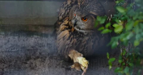 Captive owl with day old chicken in its bill Stock Footage 157304915