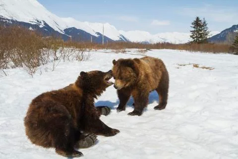 Captive pair of Brown bears (ursus arctos) play at the Alaska Wildlife Conservat Stock Photos