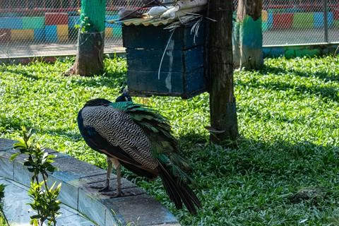Captive peacock walking despite lost plumage Foto stock