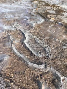 Captive Stock Photos