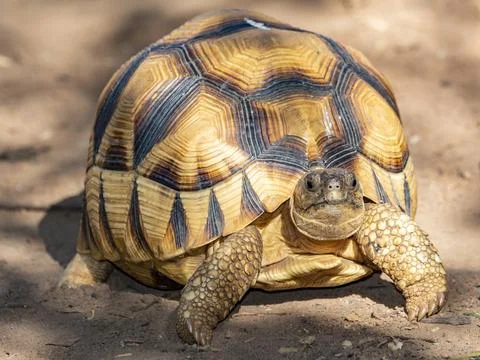 Captive ploughshare tortoise exploring its environment in Madagascar's Anjajavy Stock Photos