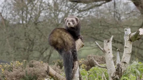 Captive polecat sitting on a branch Stock Footage 152342040