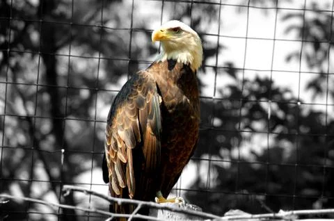 Captive pride Stock Photos