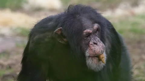 Captive Primate Coprophagy Rare Behavior Documentation Stock-Footage 333500059