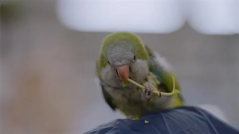 Captive Quaker Parakeet Feeding While Perched on a Visitor’s Head at a Bird Stock Footage 327399269