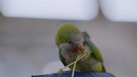 Captive Quaker Parakeet Feeding While Perched on a Visitor’s Head in Japan Stock Footage 327399695