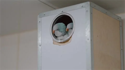Captive Quaker Parakeets Bonding Inside a Nest Box at a Bird Cafe in Japan Stockbeeldmateriaal 327407328