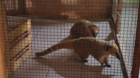 Captive rodent tests boundaries inside sunlit wooden cage, Closeup of curious Stock Footage 327798653