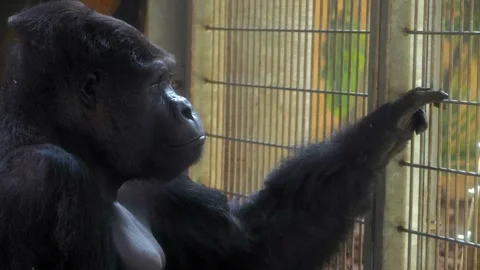 Captive Sadness: Gorilla Looking Through Bars Stock Footage 279318482