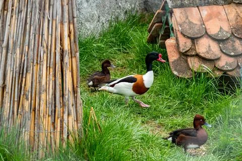 Captive Shelduck walking on grass with brown ducks resting nearby behind th.. Stock Photos