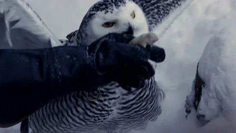 Captive snowy owl taking a mouse Stock Footage 169721725