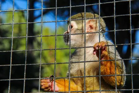 Captive squirrel monkey holding onto cage bars. Saimiri with copy space. Stock Photos