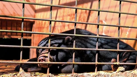A captive sun bear rests in an enclosure behind metal bars. 4K Vídeo Stock 340077985
