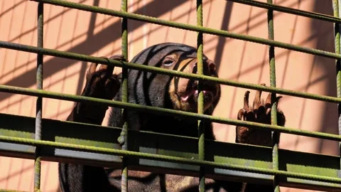 A captive sun bear rests in an enclosure behind metal bars. 4K Stock Footage 340077986