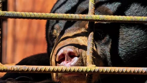A captive sun bear rests in an enclosure behind metal bars. 4K 動画素材 340077988