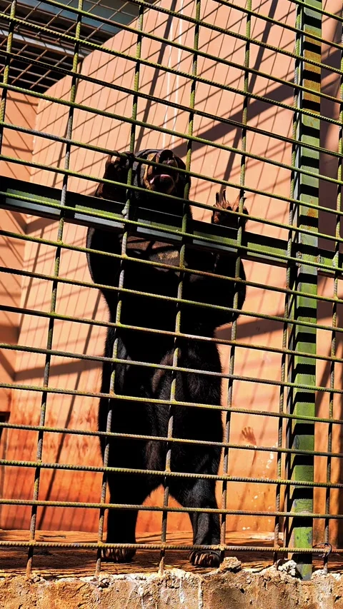 A captive sun bear rests in an enclosure behind metal bars. 4K Stock Footage 340078000