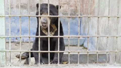 Captive sun bear sitting behind metal bars in a zoo enclosure Stock Footage 346532155
