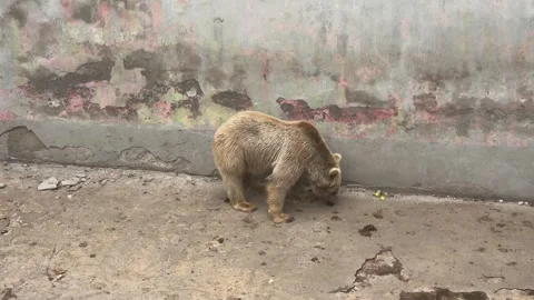 Captive Syrian Brown Bear Eating Food Видео 340575368