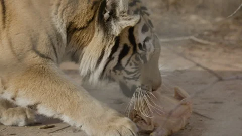 Captive tiger eating a chicken slow motion Stock Footage 266821889