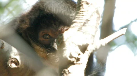 Captivity 1 hdf Video stock 668658