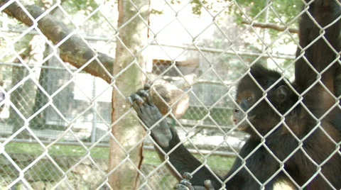 Captivity 2 hdf Video stock 668729
