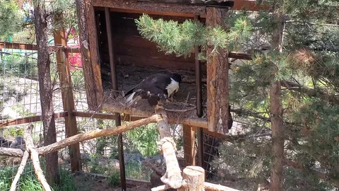 Captivity Eagles Stock Footage 111211825