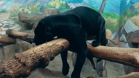 In captivity, a large beautiful black panther rests on a tree branch Vídeo Stock 125699084