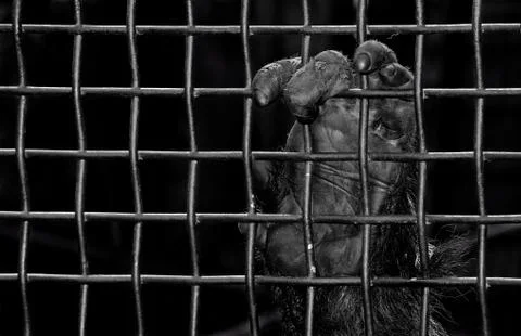 Captivity Stock Photos